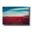 «Tulips» par Dirk Wustenhagen, art mural sur toile-102452668