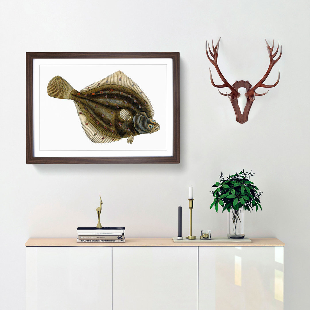 Plaice Fish by Edward Donovan - Picture Frame Painting Print
