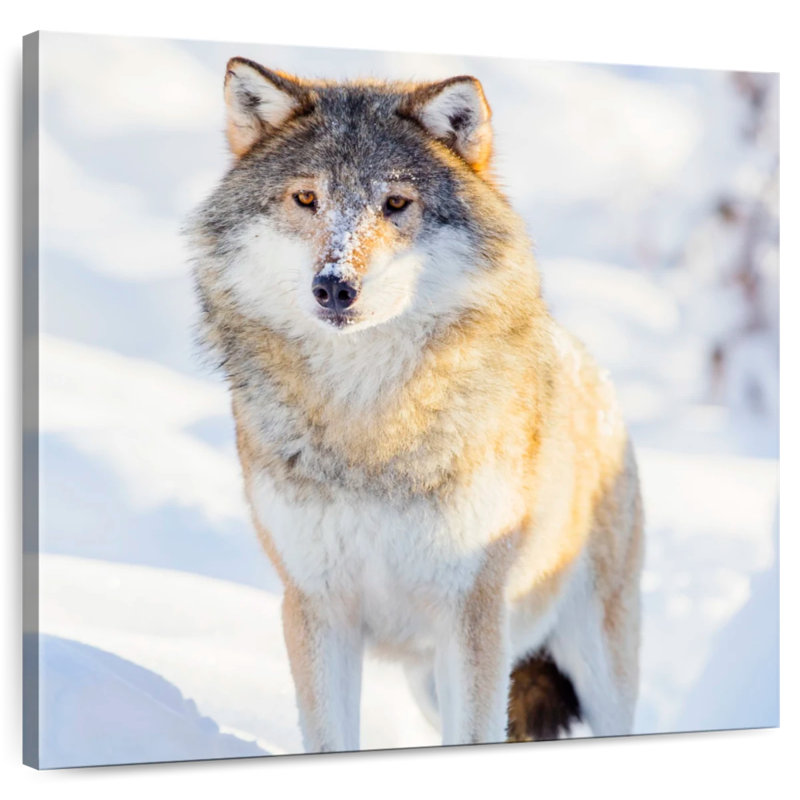 Brampt Winter Gray Wolf, 10" H x 10" W