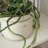 Neck Vase-127664448