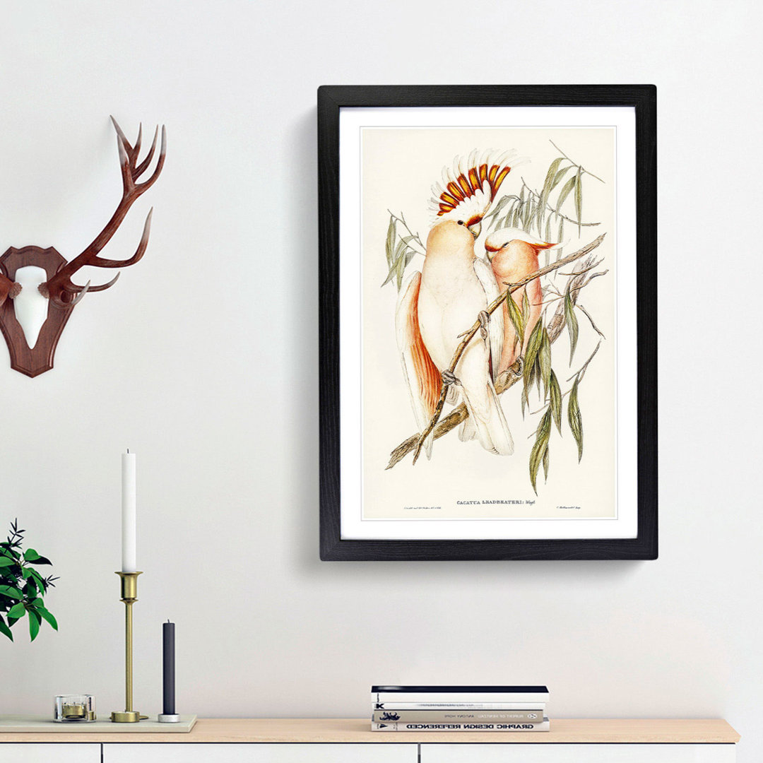 Leadbeater's Cockatoos by Elizabeth Gould - Picture Frame Painting Print