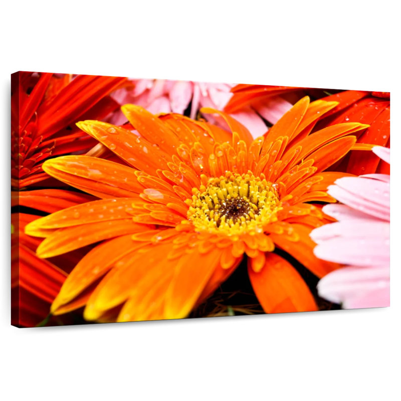 Dewy Orange Daisy, 24" H x 36" W