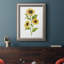 Sunflower Trio II - reproduction d'art sur toile-1473490195