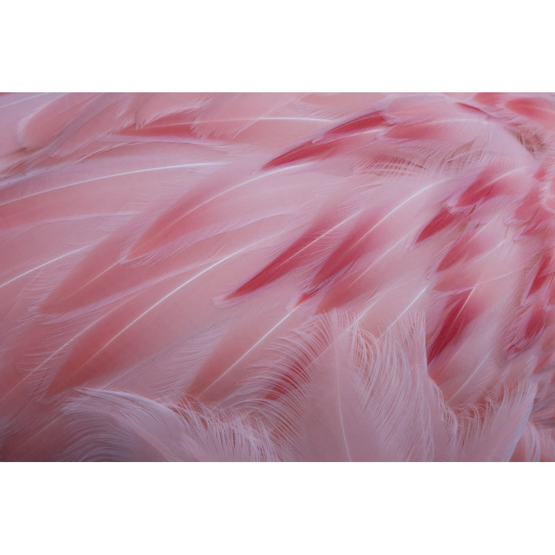Pink Feathers - Wrapped Canvas Print, 81cm H x 122cm W x 3.8cm D