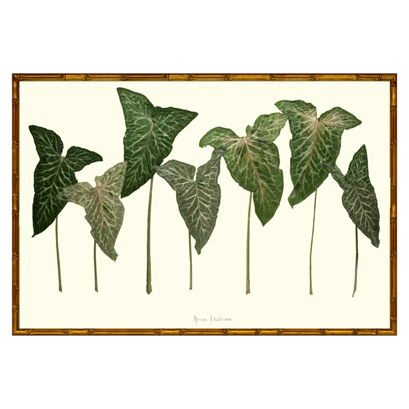 Arum Italicum Garden Print by Sandy Whitaker, 21.25" H x 25.25" W