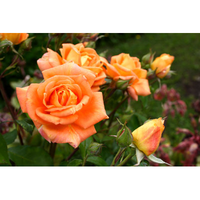 Rose In Woburn Abbey - Wrapped Canvas Print