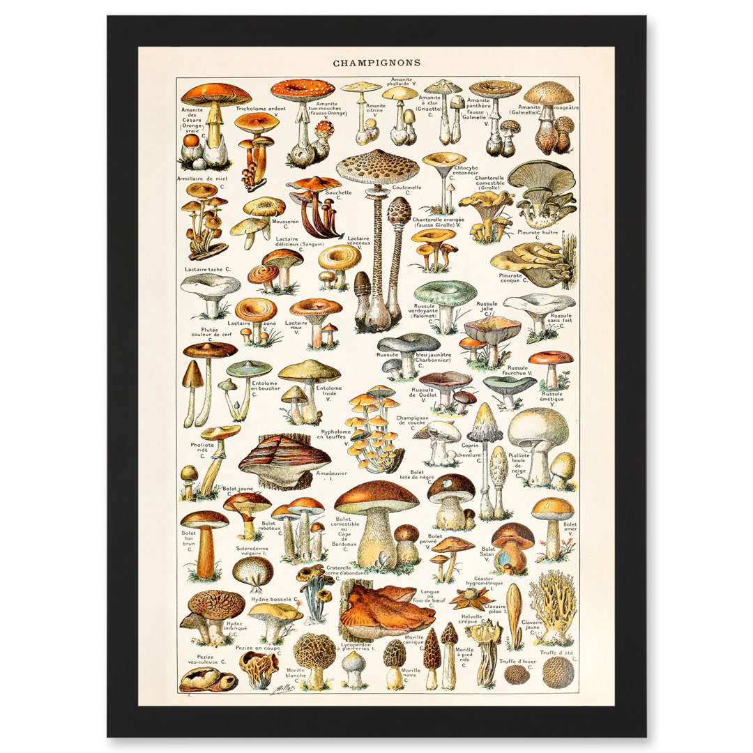 Mushrooms Fungus Champignons by Adolphe Millot - Single Picture Frame Painting