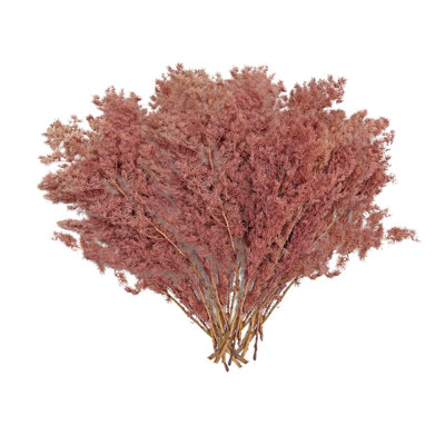 Preserved Asparagus Fern