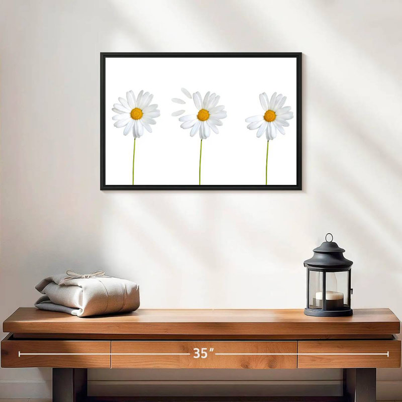 Marguerites plumées, Cadre flottant noir, 43 po x 29 po