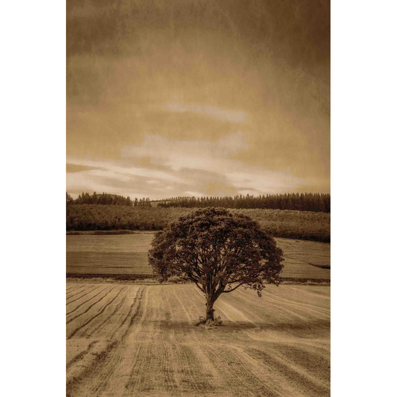 Lone Tree At Sunset by Don Schwartz - Wrapped Canvas Print, 152cm H x 102cm W x 4cm D