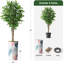 75 plantes-97992041