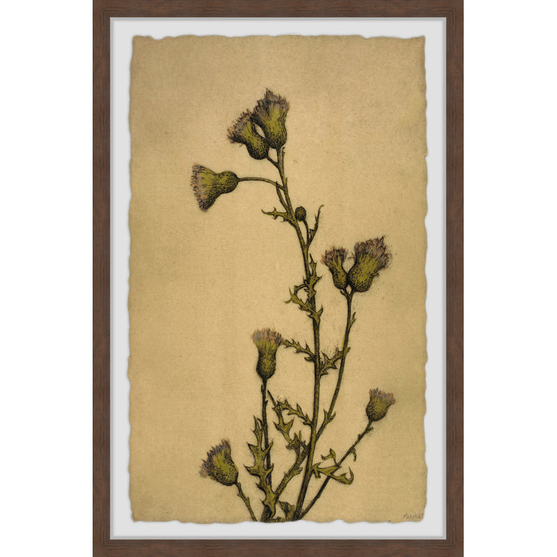 «Creeping Thistle», reproduction encadrée, H 18 po x l 12 po