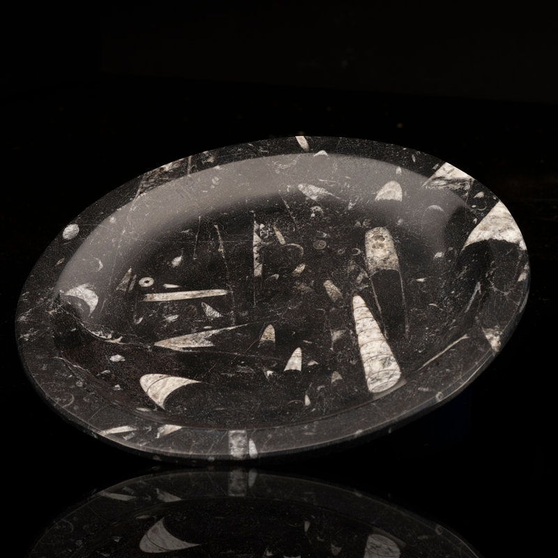 Belemnite Plate