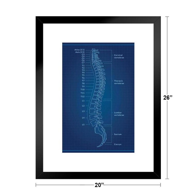 Sacrum and the Lumbar Spine, human anatomy, Sacrum anatomy, watercolor  Sacrum | Throw Pillow
