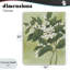 Toile «Verdant Branch Bloom», conception de June Erica Vess-1437859008