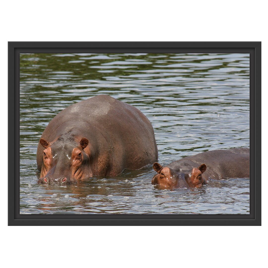 Gerahmtes Wandbild zwei Flusspferdehohen Wasser