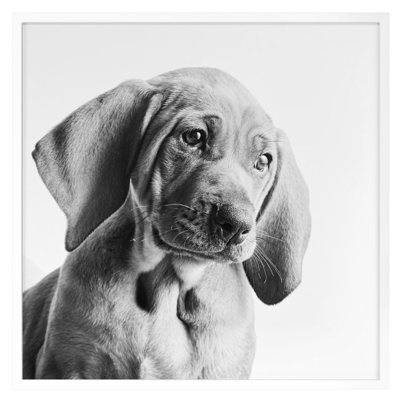«Puppy Eyes 1» par Pearson, Victoria, H 16 po x l 16 po, Blanc
