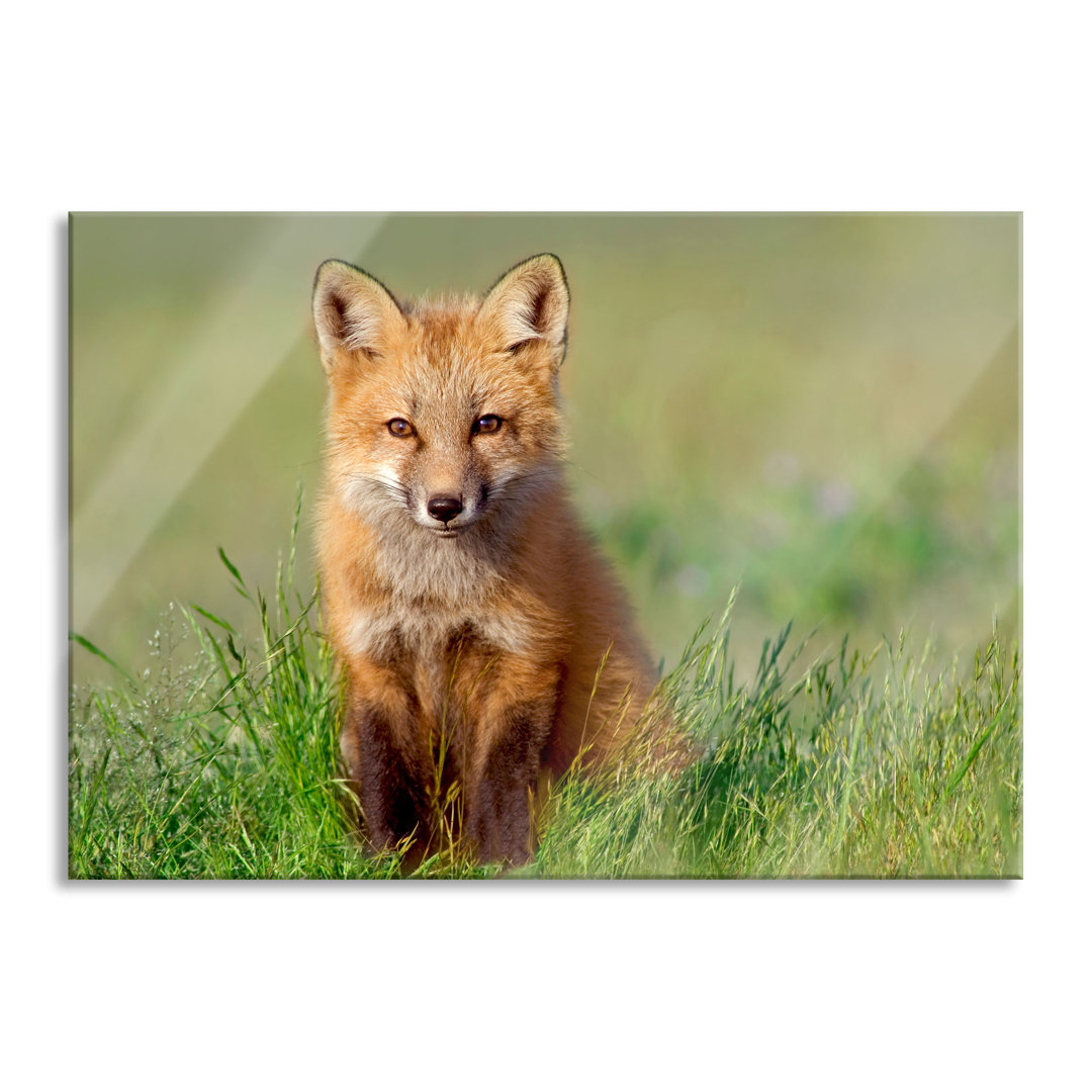 Glasbild Kleiner Fuchs