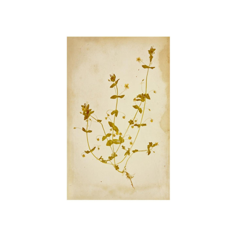 Pressed Flowers IV Print by Michelle Bennett, Glass Coat, 38" H x 24" W x 1.5" D