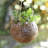 Bungalow Rose Handmade Raindrops Coconut Shell Hanging Planter