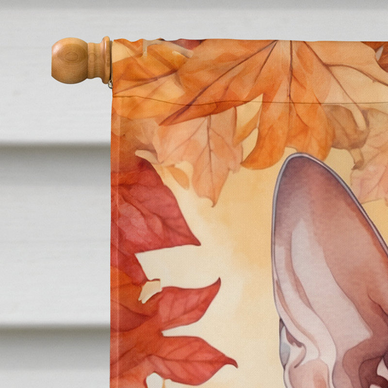 Chat en feuilles d'automne, Peterbald