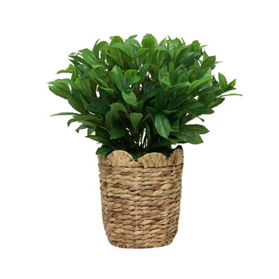 Panier 25 po Laurel Bush