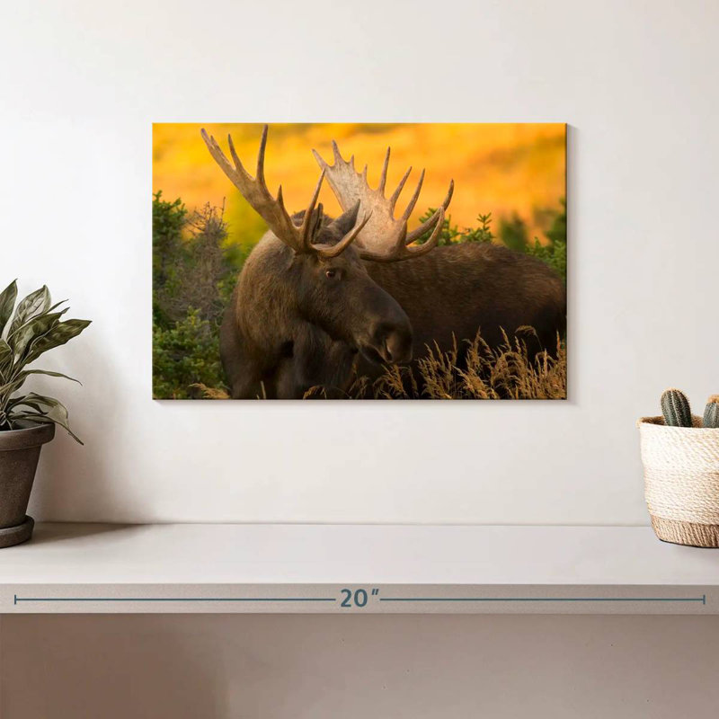 Chugach Bull Moose, 8" H x 12" W