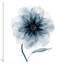 Indigo Bloom III by Carol Robinson - Painting on Canvas-56676119-42160450