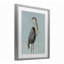 Coastal Pelican-2096644154-2096644148