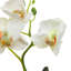 Orchid Arrangement in Vase
