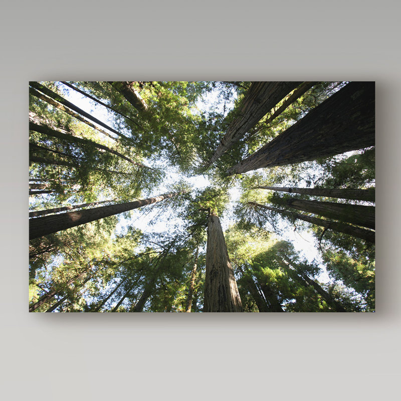 Avisha 'Redwoods' Photographic Print on Wrapped Canvas, 30" H x 47" W