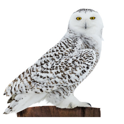 SC2535 Snowy Owl