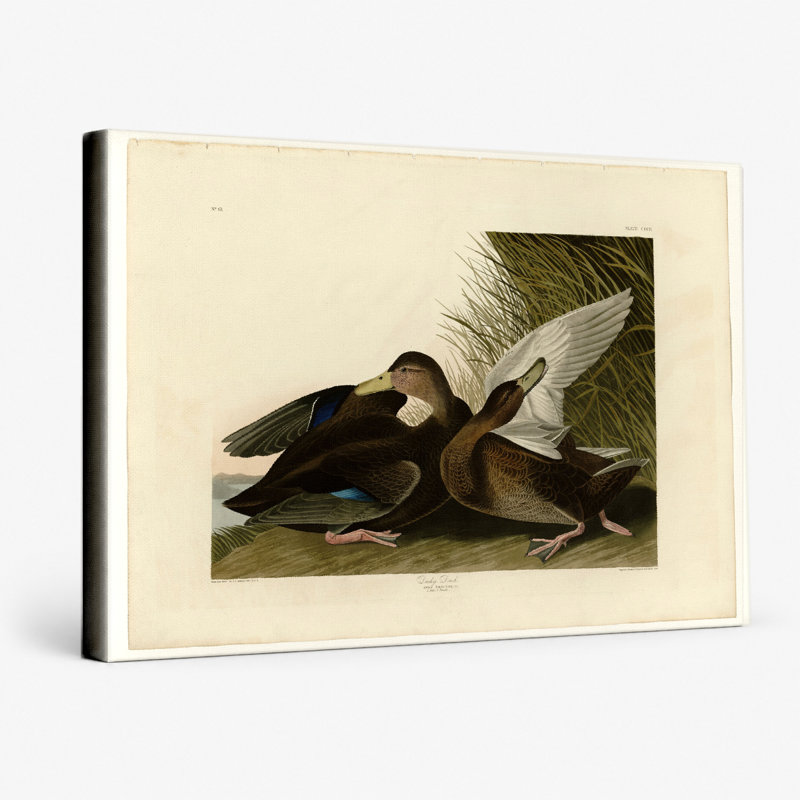 Dusky Duck, Plate 302 (1838) - Art mural sur toile paysage, 18" W x 12" H
