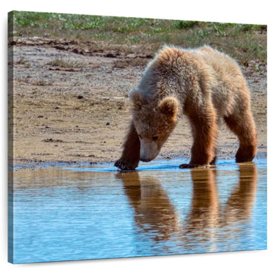 Brampt Grizzly Cub In Katmai National Park