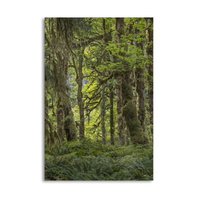 « quinault rainforest i », reproduction de photo