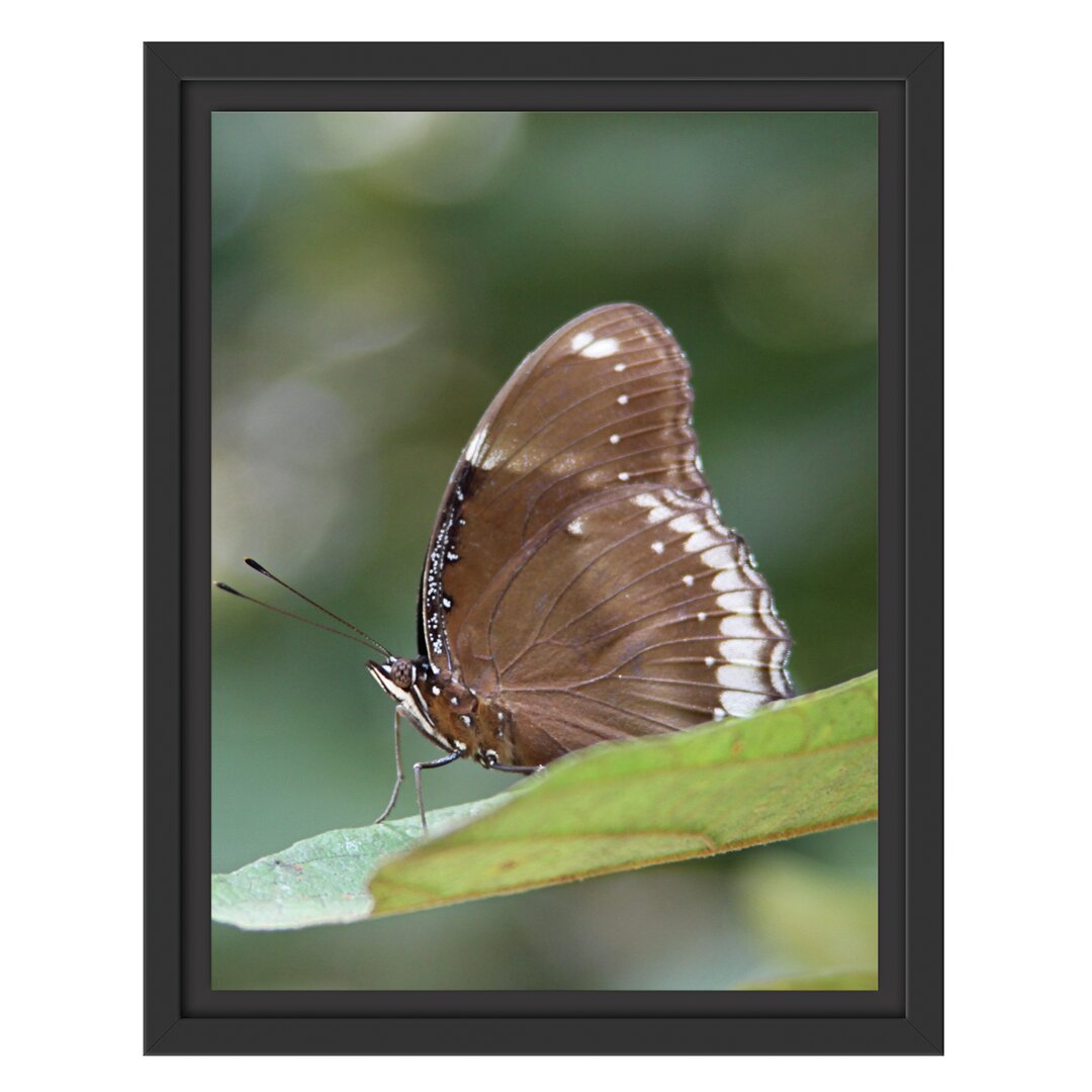 Gerahmtes Wandbild kleine bräunlicher Schmetterling