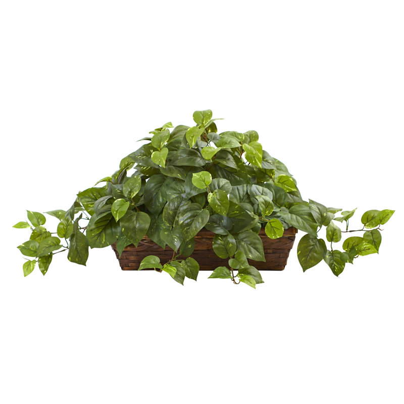 Pothos Silk Plant with Ledge Basket