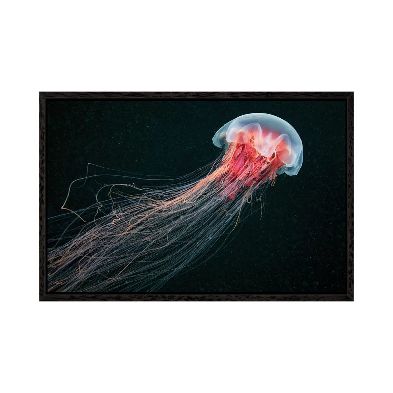 Longtail 1 Piece Wall Art on Canvas, 45.72cm H x 66.04cm W x 3.81cm D, Black Floater Framed