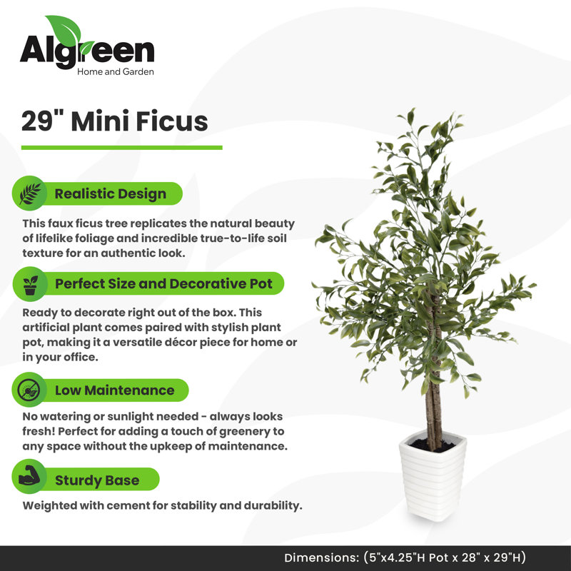 29 po Ficus