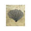 Sea Fan Print by Sarah Atkinson-26931729-26931735