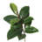 Solerno Faux Rubber Tree in Pot Liner-96810042