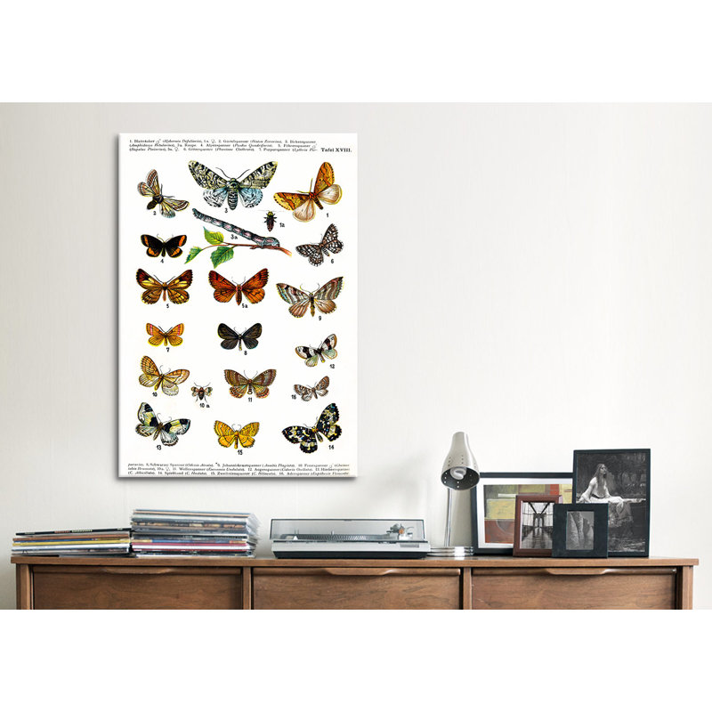 « animal european papillons », impression sur toile, H 26 po x l 18 po x P 1,5 po, Pas de tapis, Wrapped Canvas