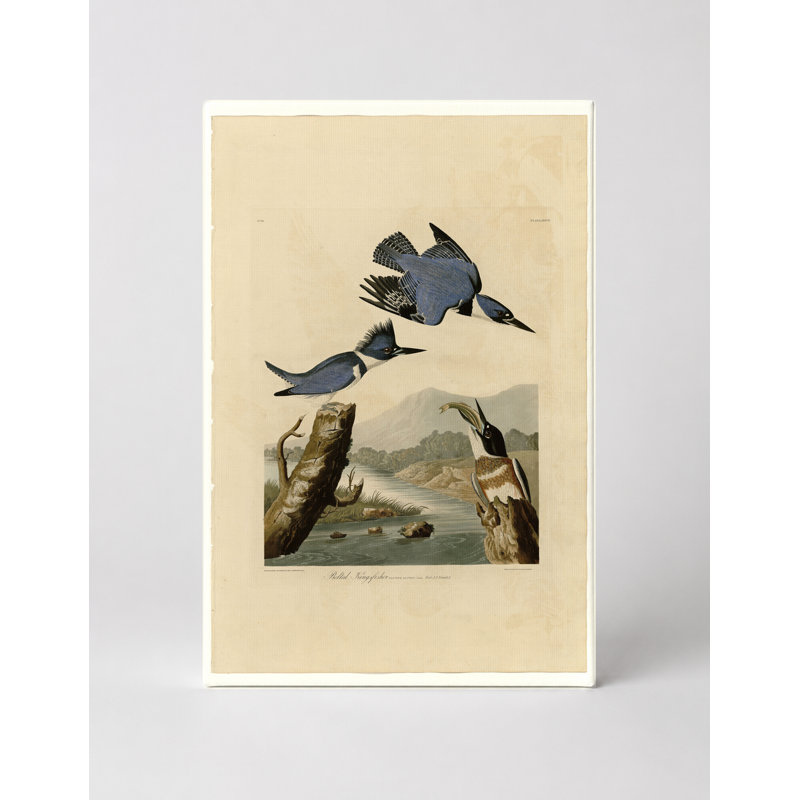 Martin-pêcheur ceinturé (1827) - Portrait, art mural sur toile, 18" W x 12" H