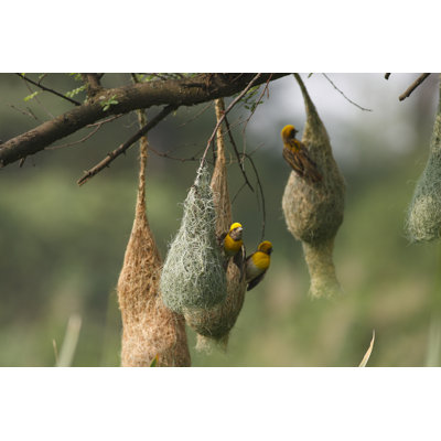 " Baya Weavers Colony "