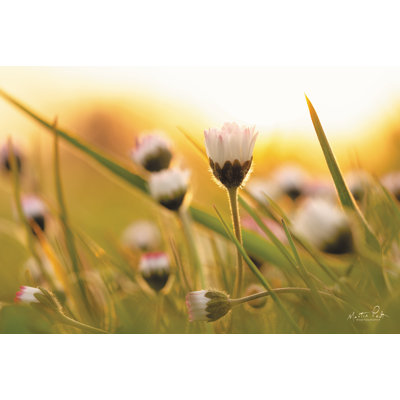 " Daisy at Sunset " Color Photography Print