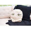 Coussin Cleopatra Zombinaland