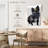 Brampt French Bulldog King-108588759