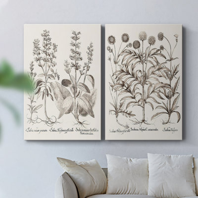 Sépia Besler Botanicals III - Toile tendue avec châssis de qualité supérieure - Prêt à être accroché
