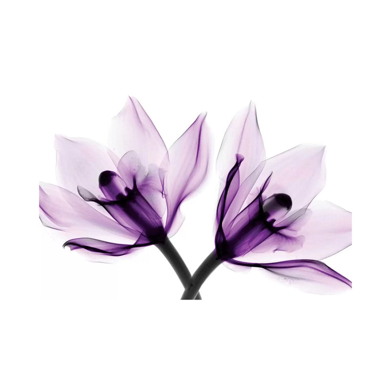 Orchids I by Hong Pham - Print on Canvas, 20.32 cm H x 30.48 cm W, Wrapped Canvas