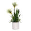 Agapanthus Flower Arrangement in White Cyclinder Planter